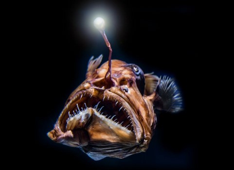 The Unseen Marvels of the Deep Sea