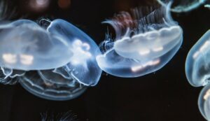 The Astonishing World of Bioluminescent Organisms